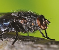 Bluebottle Bluebottle